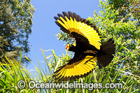Regent Bowerbird (Sericulus chrysocephalus) - male flying. Found in cool temperate rainforests, coastal rainforests, dense thickets and blackberry in S.E. Qld and N.E. NSW, Australia. Photo taken Lamington World Heritage National Park, Qld, Australia