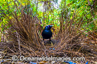 Satin Bowerbird (Ptilonorhynchus violaceus), male at display bower decorated with blue collectables placed to entice a female. Photo taken at Coffs Harbour, New South Wales, Australia.