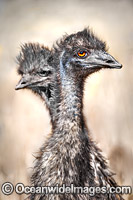Emu (Dromaius novaehollandiae) - one year old juvenile pair. Common throughout Australia in habitat ranging from semi-arid grasslands, scrublands, open woodlands to tall dense forests. Photo taken Warrumbungle National Park, New South Wales, Australia