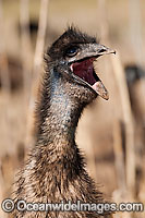 Emu (Dromaius novaehollandiae) - one year old juvenile calling. Common throughout Australia in habitat ranging from semi-arid grasslands, scrublands, open woodlands to tall dense forests. Photo taken Warrumbungle National Park, New South Wales, Australia