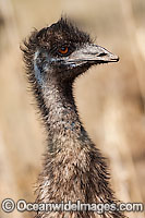 Emu (Dromaius novaehollandiae) - one year old juvenile. Common throughout Australia in habitat ranging from semi-arid grasslands, scrublands, open woodlands to tall dense forests. Photo taken Warrumbungle National Park, New South Wales, Australia