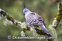 Crested Pigeon (Ocyphaps lophotes). Found in open woodlands, scrublands and farmlands throughout Australia. Photo taken at Coffs Harbour, New South Wales, Australia.