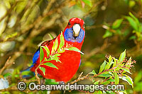 Crimson Rosella (Platycercus elegans elegans). Found in rainforests, wet eucalypt forests and forests near farm lands of the eastern coast and ranges of south-eastern Australia, Australia.
