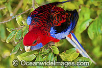Crimson Rosella (Platycercus elegans elegans). Found in rainforests, wet eucalypt forests and forests near farm lands of the eastern coast and ranges of south-eastern Australia. Photo taken Lamington World Heritage National Park, Queensland, Australia.