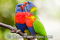 Rainbow Lorikeet (Trichoglossus haematodus) male and female pair grooming. Found in all forests, woodlands and gardens throughout Australia