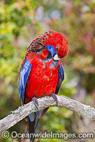 Crimson Rosella (Platycercus elegans elegans). Found in rainforests, wet eucalypt forests and forests near farm lands of the eastern coast and ranges of south-eastern Australia. Photo taken Lamington World Heritage National Park, Queensland, Australia