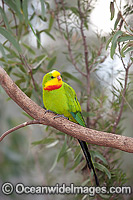 Superb Parrot (Polytelis swainsonii) - male. Found in Eucalpyt Forests, Mallee, native Cyprus and Farmlands throughout North Central New South Wales, Australia.