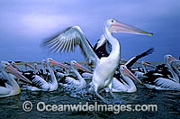 Australian Pelicans (Pelecanus conspicillatus). Coastal New South Wales, Australia
