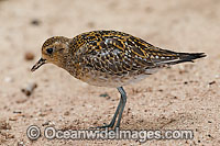 Pacific Golden Plover (Pluvialis fulva). Migrative bird that breeds in Arctic from northern Asia to Alaska, migrating to Australia and feeds at estuaries, mud-flats, marshes, beaches and off-shore islands. Photo Heron Island, Great Barrier Reef, Australia