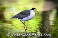 Masked Lapwing (Vanellus miles). Found in wetlands of northern and eastern Australia, New Zealand and New Guinea.