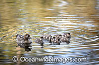 Australian Wood Duck (Chenonetta jubata), female with ducklings. Also known as Maned Duck or Maned Goose. Found in grasslands, open woodlands, wetlands, flooded pastures, and coastal inlets and bays throughout Australia.