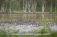 Plumed Whistling Ducks (Dendrocygna eytoni) and Magpie Goose (Anseranas semipalmata). Hasties Swamp National Park. Atherton Tablelands, north Queensland, Australia