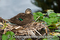 Pacific Black Duck (Anus superciliosa) - on nest constructed amongst Water lily pads. Found throughout Australia except the dry interior.