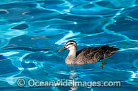 Pacific Black Duck (Anus superciliosa). Found throughout Australia except the dry interior.