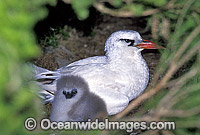 Red-tailed Tropicbird (Phaeton rubricauda) with chick. Lord Howe Island, New South Wales, Australia
