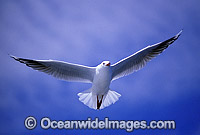 Silver Gull (Larus novaehollandiae). Also known as Sea Gull. New South Wales, Australia