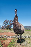 Emu (Dromaius novaehollandiae). Common throughout Australia in habitat ranging from semi-arid grasslands, scrublands, open woodlands to tall dense forests. Photo taken Gilgandra, New South Wales, Australia