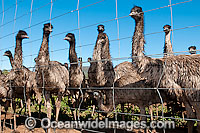 Emu flock (Dromaius novaehollandiae) - one year old juveniles fenced in on an Emu Farm. Gilgandra, New South Wales, Australia