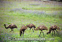 Flock of Emus (Dromaius novaehollandiae). Common throughout Australia in habitat ranging from semi-arid grasslands, scrublands, open woodlands to tall dense forests. Photo taken in Warrumbungle National Park, NSW, Australia.
