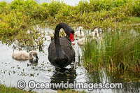 Black Swan (Cygnus atratus), with cygnets. Found throughout Australia in wetlands, including lakes, flooded pastures and estuaries. Photo taken on Swan River, Perth, Western Australia.