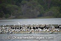 Silver Gulls (Chroicocephalus novaehollandiae), Crested Terns (Thalasseus bergii) and Little Black Cormorants (Phalacrocorax sulcirostris). Photo taken at Lake Wallaga bird sanctuary, New South Wales, Australia.