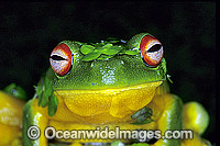 Red-eyed Tree Frog (Litoria chloris) covered in duck weed. Eastern Australia