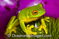 Red-eyed Tree Frog (Litoria chloris), resting in Bromeliad Flower. Found in rainforests, wet sclerophyll forests and woodlands of eastern Australia, ranging from north of Sydney to Proserpine. Photo taken Coffs Harbour, New South Wales, Australia