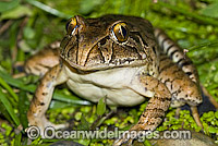 Giant Barred Frog (Mixophyes iteratus). Also known as Southern Barred Frog and Great Barred Frog. Found in rainforests of south-eastern Queensland and northern New South wales, Australia. This rare frog is classified Endangered on IUCN Red List.