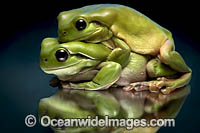 Green Tree Frog (Litoria caerulea), mating pair. Found in habitats from dry interior to coast of north-western Western Australia, Northern Territory, Queensland, South Australia and New South Wales. Also southern New Guinea.