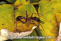 Bull Ant (Myrmecia nigrocincta). Coffs Harbour, New South Wales, Australia