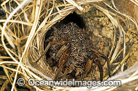 Wolf Spider (Lycosa godeffroyi) in it's burrow, with young Wolf Spiders clinging to mother. Bite can cause infection and skin lesions. New South Wales, Australia