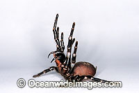 Funnel-web Spider Images