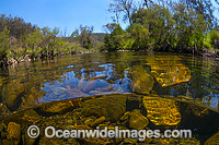 Under water, over water picture of the Styx River, situated near New England World Heritage National Park, New South Wales, Australia.