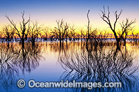 Scenic landscape showing dead River Red Gum Trees (Eucalyptus camaldulensis), silhouetted on Lake Menindee at dawn sunrise. Near Broken Hill, New South Wales, Australia.