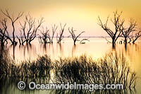 Scenic landscape showing dead River Red Gums (Eucalyptus camaldulensis), silhouetted on Lake Menindee during dusk sunset. Photo taken in the outback near Broken Hill, New South Wales, Australia.