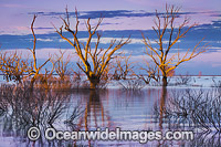 Scenic landscape showing dead River Red Gum Trees (Eucalyptus camaldulensis), silhouetted on Lake Menindee at dawn sunrise. Near Broken Hill, New South Wales, Australia.