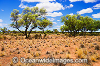 Australian landscape, showing scrub trees and bush grasses near outback Broken Hill, New South Wales, Australia.