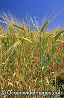 Field of cultivated Wheat crop. New South Wales, Australia
