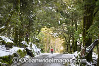 Mountain road through a forest with snow. Cradle Mountain, Tasmania, Australia