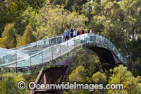 Glass bridge on the tree top walk in Kings Park. Perth, Western Australia.