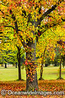 Autumn colours of deciduous trees photographed in the cily of Armidale, New England Tableland, New South Wales, Australia.