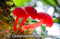 Australian Rainforest Fungi. Photo was taken in tropical rainforest, near Coffs Harbour, New South Wales, Australia
