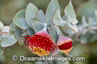 Rose of the West wildflower (Eucalyptus macrocarpa). Northern Heathlands, Western Australia.
