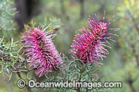 Bottlebrush Gevillea wildflower (Grevillea paradoxa). Northern Wheatbelt, Western Australia.