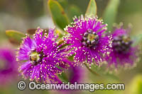 Melaleuca wildflower (Melaleuca conothamnoides). Endemic to the south-west of Western Australia.