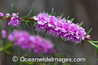 Swan River Myrtle wildflower (Hypocalymma robustum). South-west region, Western Australia.