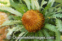 Formosa Banksia wildflower (Banksia formosa). Found on the southern corner of Western Australia.