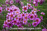 Geraldton Wax wildflower (Chamelaucium uncinatum). Northern Heathland, Western Australia.