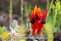 Sturt's Desert Pea wildflower (Swainsona formosa). Found in the arid regions of central and north-western Australia. The floral emblem of South Australia.
