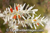 Tar Bush wildflower (Eremophila glabra). Northern Heathland, Western Australia.